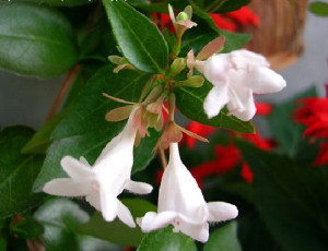 абелиа грандифлора-цветок