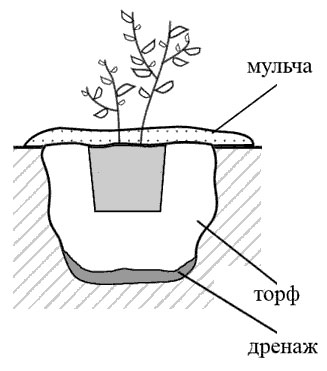 Голубика схема посадки кустов