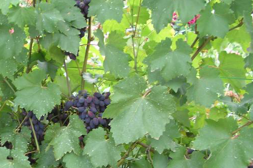 Виноград Кодрянка -листья