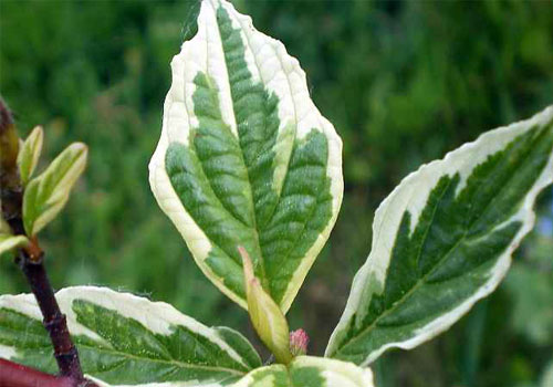 Дерен пестролистный - листва