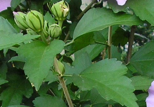 Гибискус древовидный листья