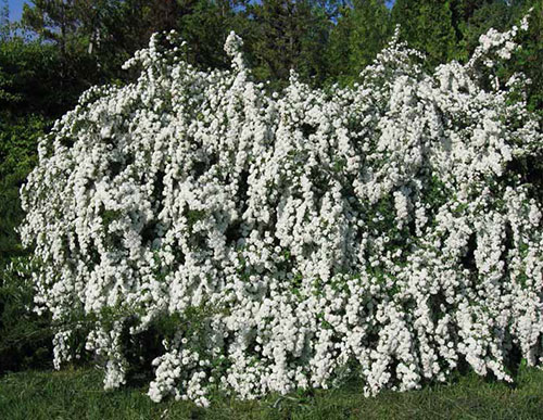 Спирея-кустарник с белыми цветами 